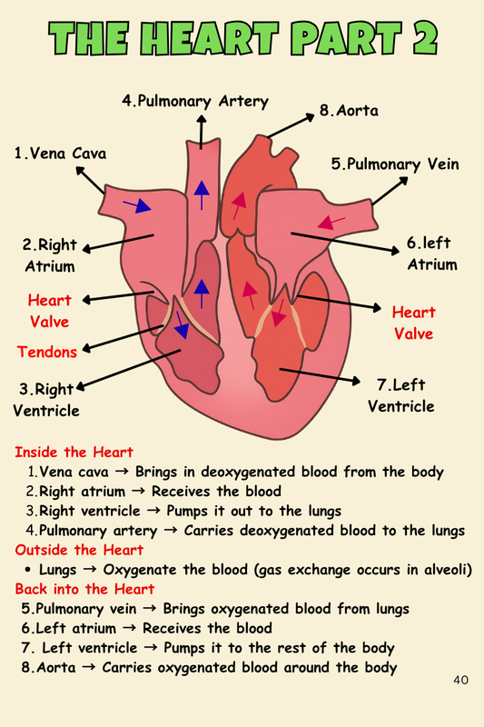 GCSE Biology (AQA Higher Tier) - Digital Revision Book | 2025-2026